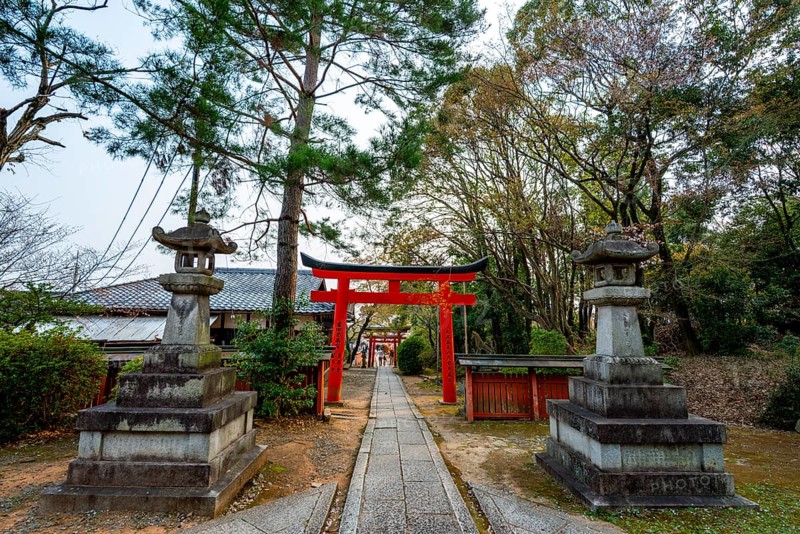 Blooming cherry trees, red torii gates at Takenaka-Inari-Jinja Shrine, Kyoto, Japan
