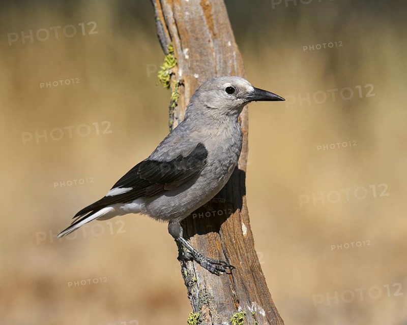 Clark's Nutcracker (Nucigraga columbiana)
