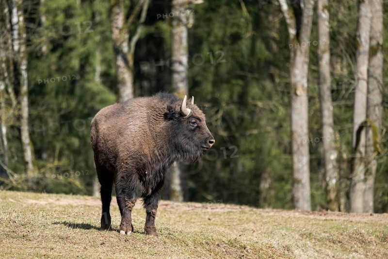 European bison (Bison bonasus) on a meadow, Bavaria, Germany