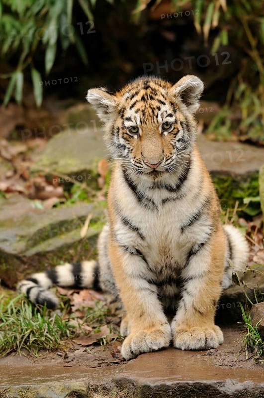 A tiger cub sits on an overgrown rock and looks curiously, Siberian tiger (Panthera tigris altaica), captive, occurrence Russia, North Korea and China