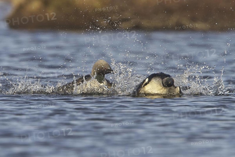 Pacific Loon (Gavia pacifica) mating, Manitoba, Canada