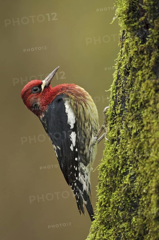 Red-breasted Sapsucker (Sphyrapicus ruber), British Columbia, Canada