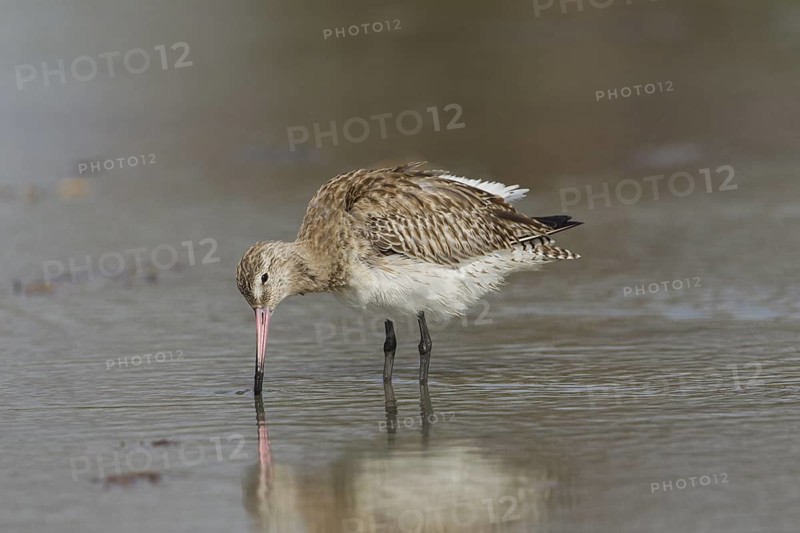 Bar-tailed Godwit (Limosa lapponica) foraging, Gambia