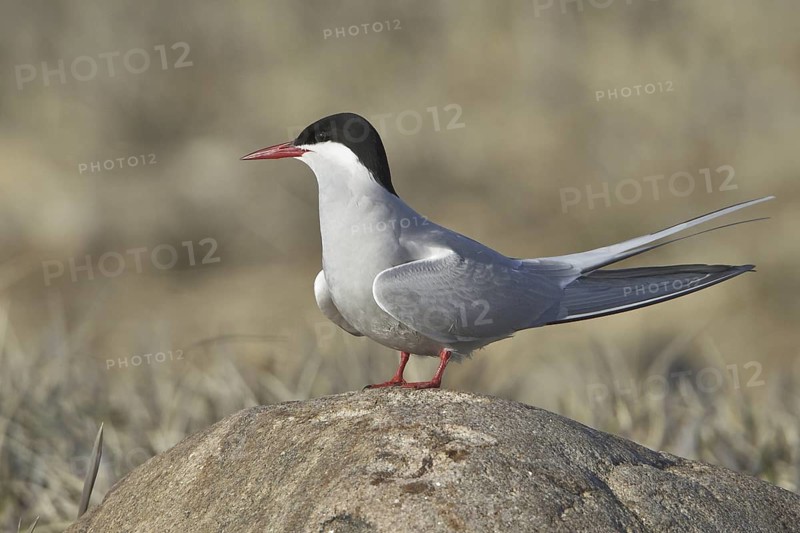 Arctic Tern (Sterna paradisaea), Manitoba, Canada