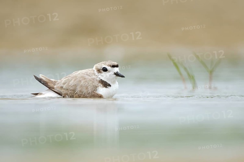 Snowy Plover (Charadrius nivosus) bathing, Texas, USA
