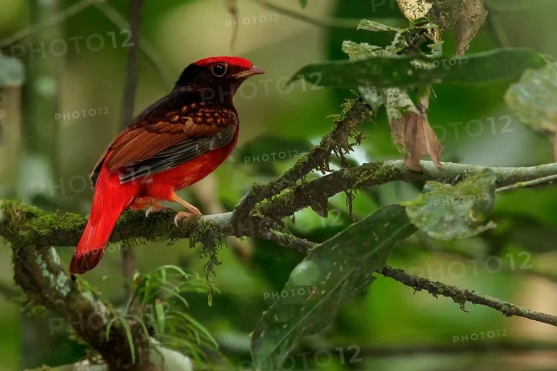 Guianan Red-Cotinga (Phoenicircus carnifex) perched on a branch in the rainforest of Guyana