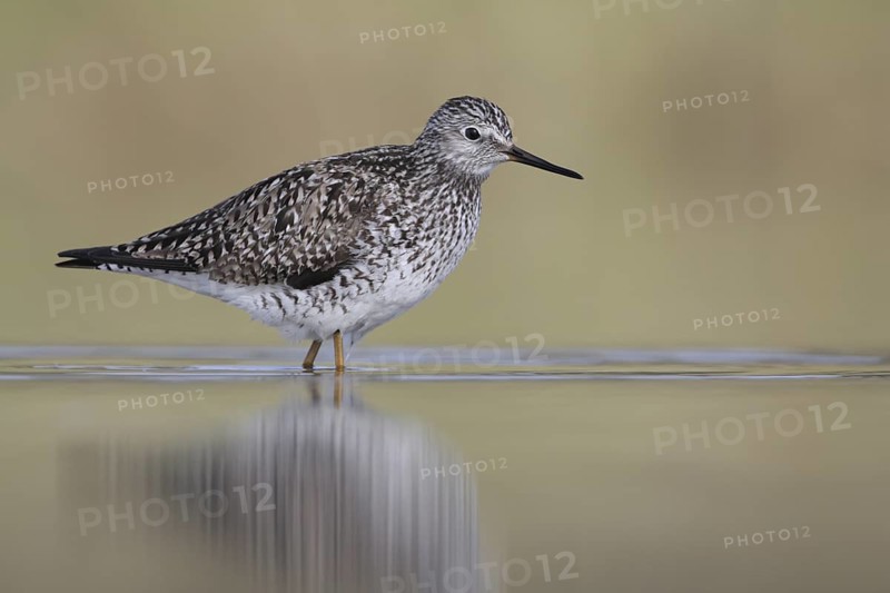 Lesser Yellowlegs (Tringa flavipes), Alaska, USA