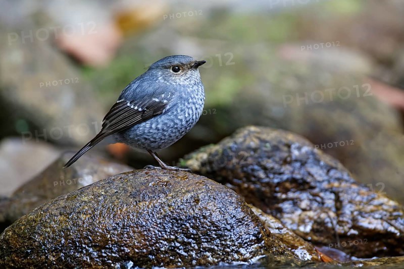 Plumbeous Water Redstart (Phoenicurus fuliginosus) female, Thailand