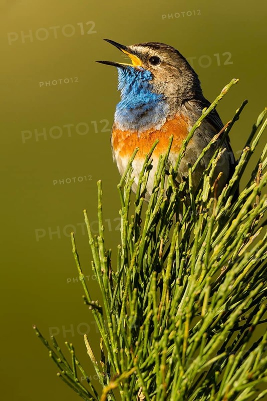 Bluethroat (Luscinia svecica cyanecula) male singing, Asturias, Spain