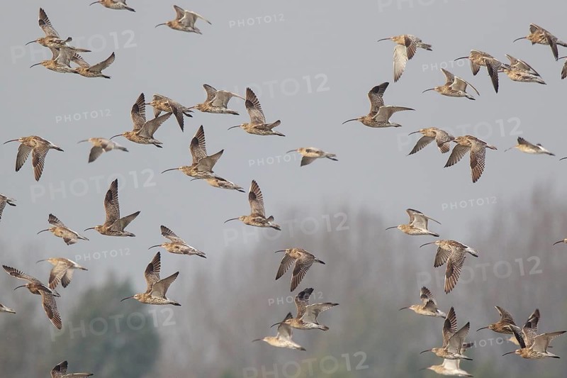 Eurasian Curlew (Numenius arquata) group flying, Netherlands