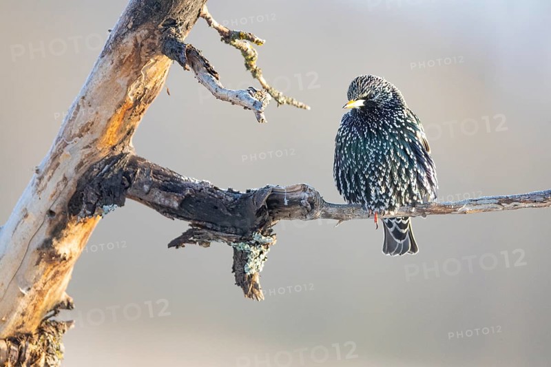 Starling (Sturnus vulagris) Germany