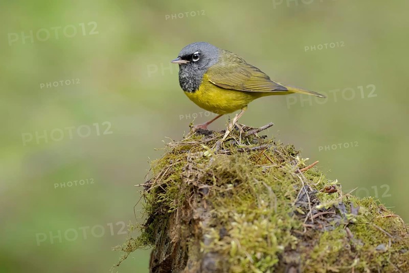 MacGillivray's Warbler (Geothlypis tolmiei) male, British Columbia, Canada