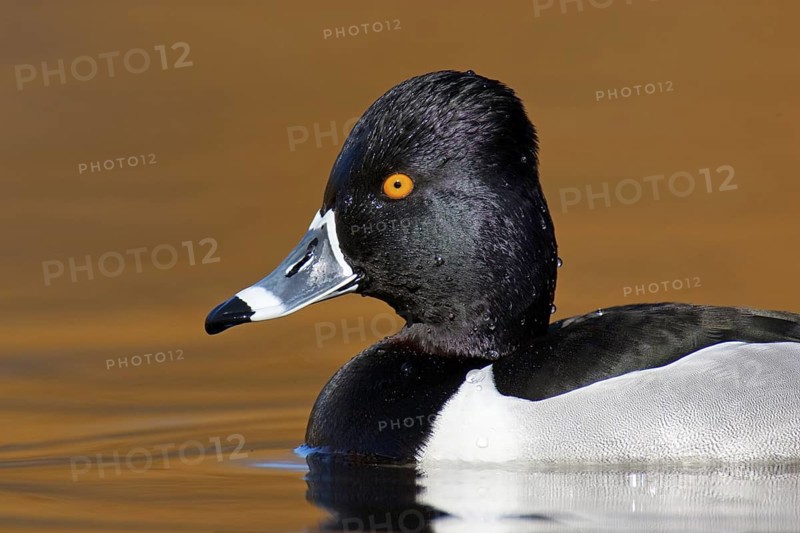 Ring-necked Duck (Aythya collaris) male, British Columbia, Canada