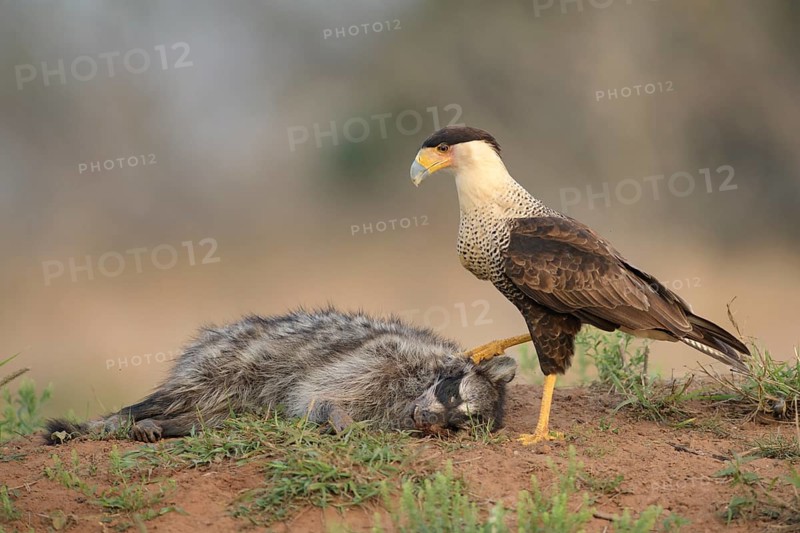Northern Crested Caracara (Caracara cheriway) at carcass, Texas, USA