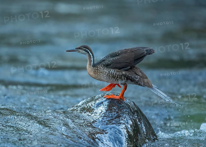 African Finfoot (Podica senegalensis) female, Mpumalanga, South Africa
