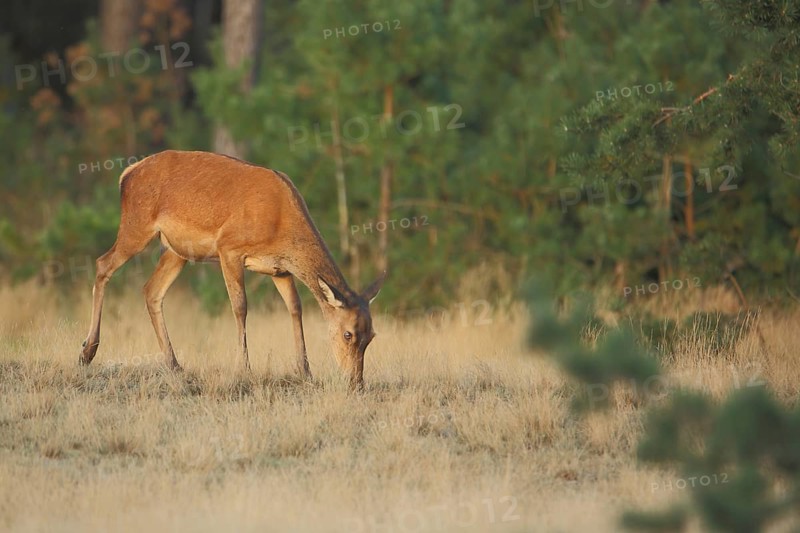 Female red deer (Cervus elaphus) grazing, foraging, De Hoge Veluwe National Park, Gelderland, Holland, Netherlands