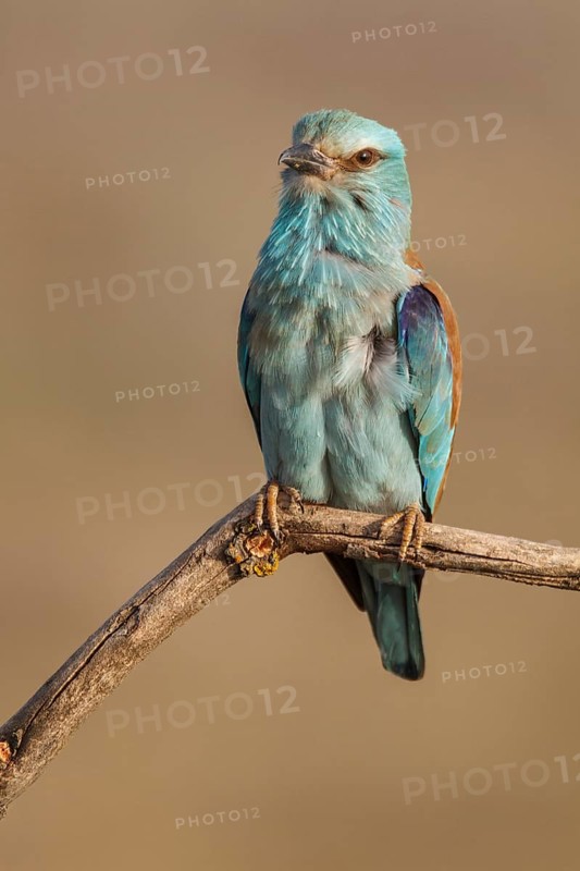 European Roller (Coracias garrulus), perched on a branch, Castile-La Mancha