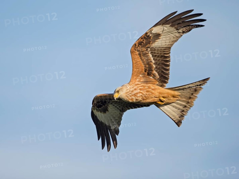 Red Kite (Milvus milvus) flying, Wales, United Kingdom