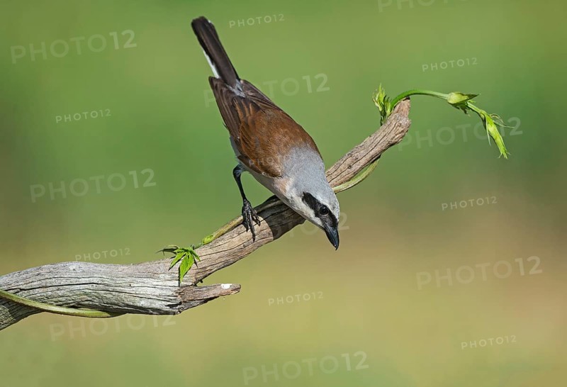 Red-backed Shrike (Lanius collurio) male perched on a branch, Aosta Valley, Italy