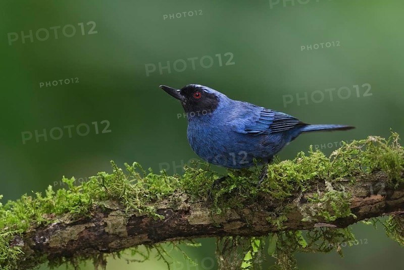 Masked Flowerpiercer (Diglossa cyanea), Napo, Ecuador
