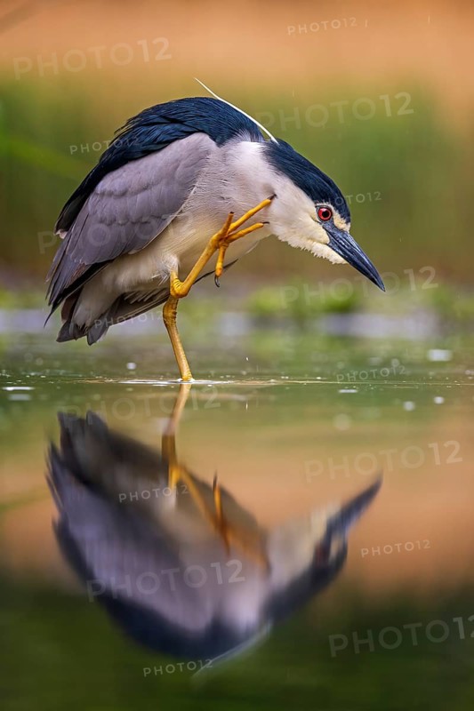 Black-crowned Night Heron (Nycticorax nycticorax) foraging, Kiskunsag National Park, Hungary
