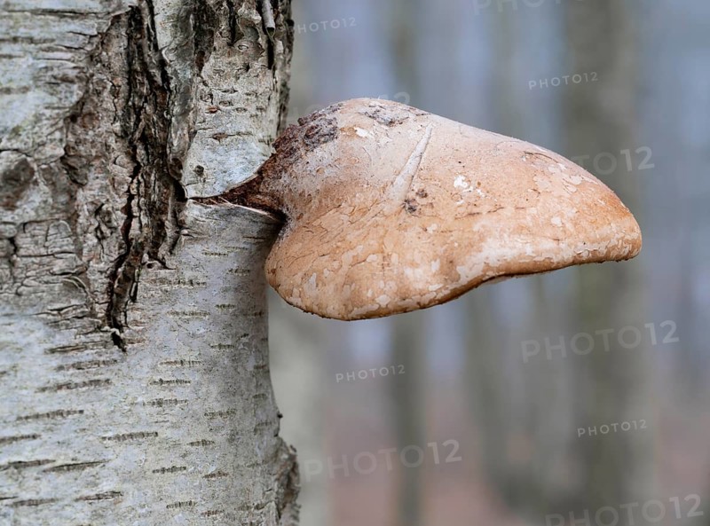 Birch spore (Fomitopsis betulina), fruiting body on birch (Betula), fungus with pores, low depth of field, Lower Saxony, Germany