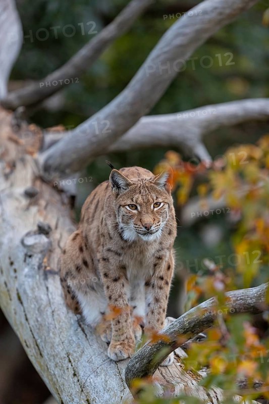 One Eurasian lynx, (Lynx lynx), sitting on a fallen tree, grooming himself. Frontal view with fall foliage around