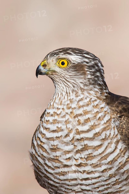 Eurasian Sparrowhawk (Accipiter nisus), Eilat, Israel