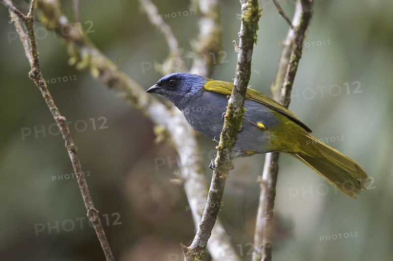 Blue-capped Tanager (Thraupis cyanocephala) perched on a branch in Bolivia, South America