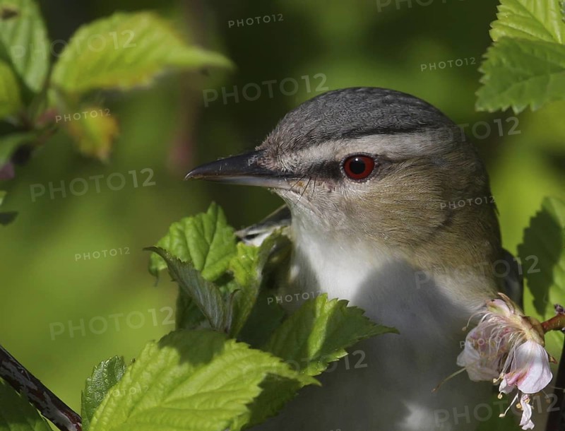 Red-eyed Vireo (Vireo olivaceus), Saskatchewan, Canada
