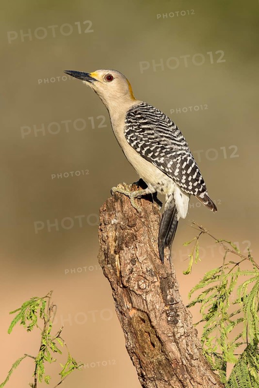 Golden-fronted Woodpecker (Melanerpes aurifrons) female perched on stump, Texas, USA