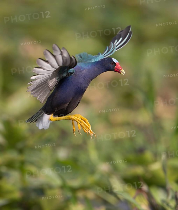 Purple Gallinule (Porphyrio martinica) flying, Florida, USA