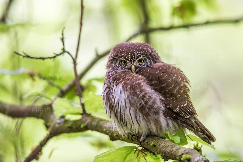 Sparrow owl (Glaucidium passerinum), Baden-Württemberg, Federal Republic of Germany