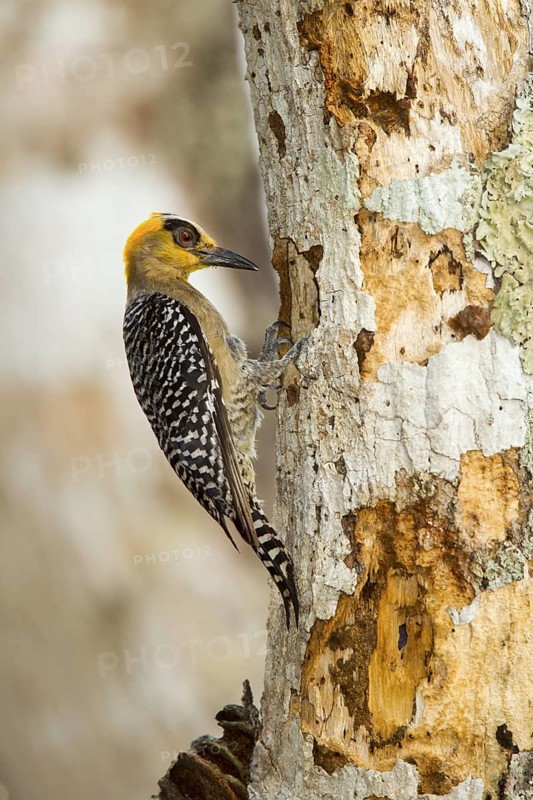 Golden-cheeked Woodpecker Melanerpes chrysogenys El Tuito, Jalisco, Mexico 10 June Adult Female at nest hole. Picidae