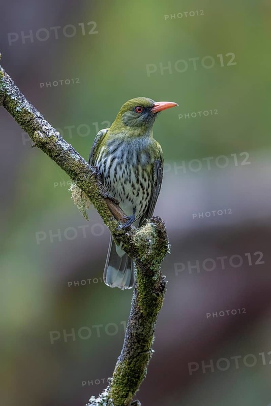 Olive-backed Oriole (Oriolus sagittatus), Victoria, Australia