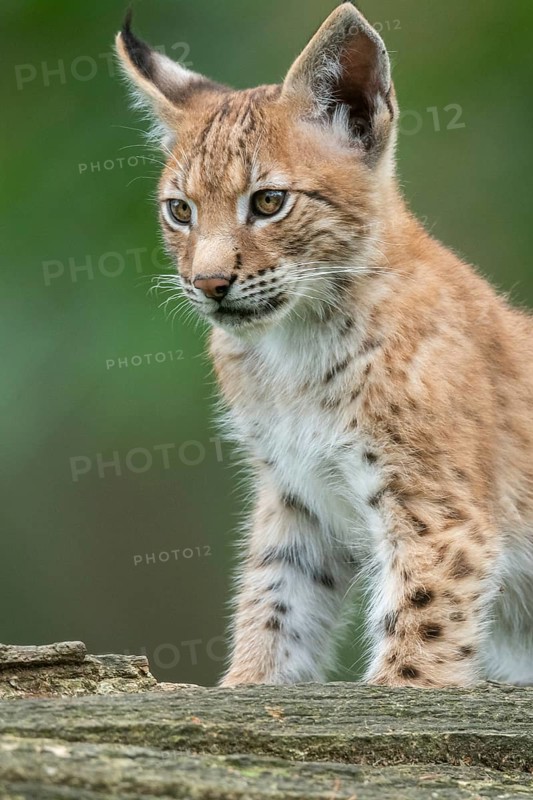 Young lynx (Lynx lynx) in the forest, Haltern, North Rhine-Westphalia, Germany