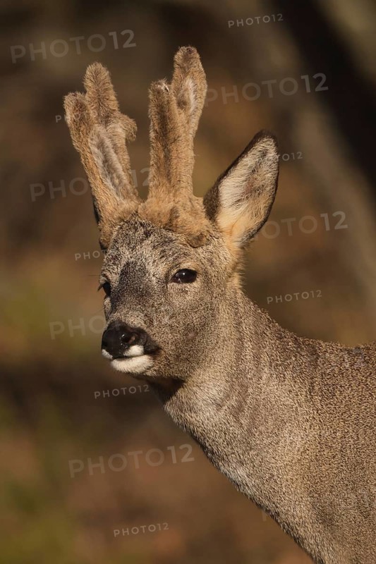 A close-up view of a majestic roe deer with antlers, standing gracefully in a sunlit field. The natural lighting highlights its fur and tranquil expression. Perfect for wildlife themes