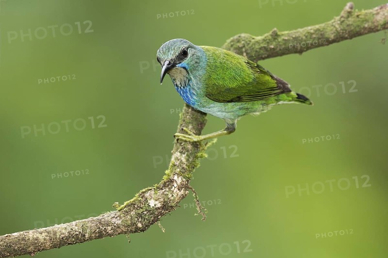 Shining Honeycreeper (Cyanerpes lucidus) female, Costa Rica