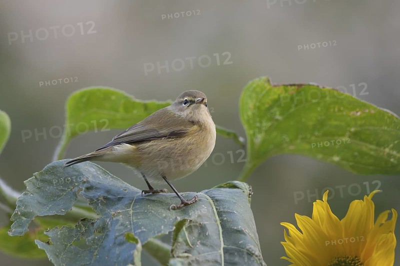 Common Chiffchaff - Zilpzalp - Phylloscopus collybita ssp. collybita, Germany