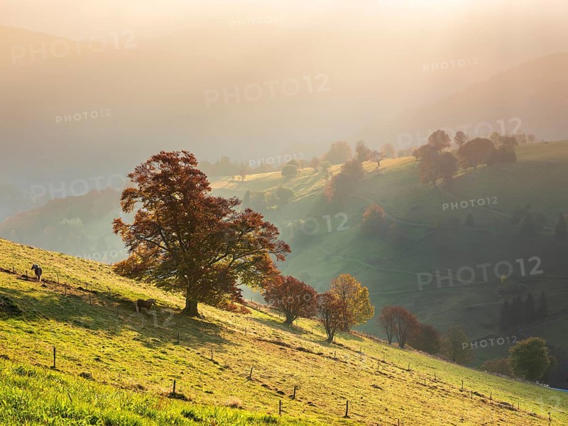 View of typical Black Forest landscape in the first morning light, two Haflinger horses on green meadow with old grazing beech trees in full autumn colors, morning haze in the valleys, Black Forest, Baden-Württemberg, Germany