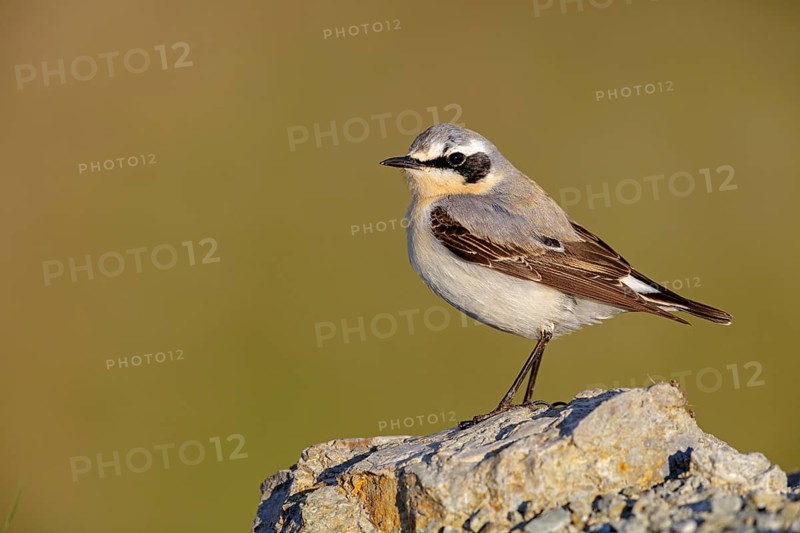Wheatear, (Oenanthe oenanthe), biotope, habitat, animals, birds, family of passerines, perch, Lesbos, Lesbos Island, Greece