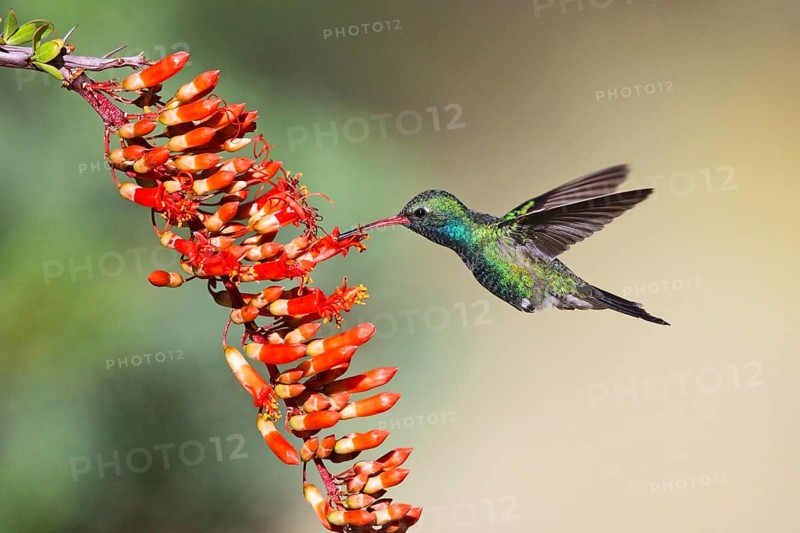 Broad-billed Hummingbird Cynanthus latirostris Madera Canyon, Santa Rita Mountains, Arizona, United States 18 May Adult Male Trochilidae