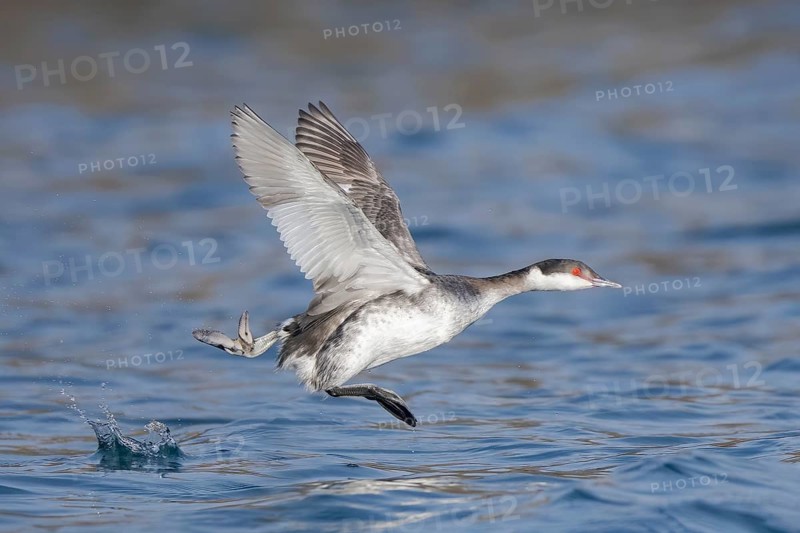 Horned Grebe (Podiceps auritus) taking flight, Alaska, USA