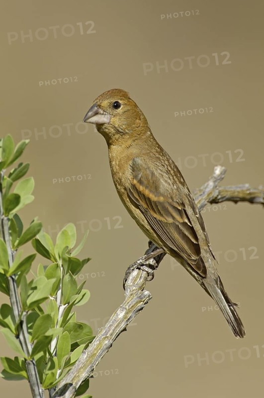 Blue Grosbeak (Passerina caerulea) female, Texas, USA