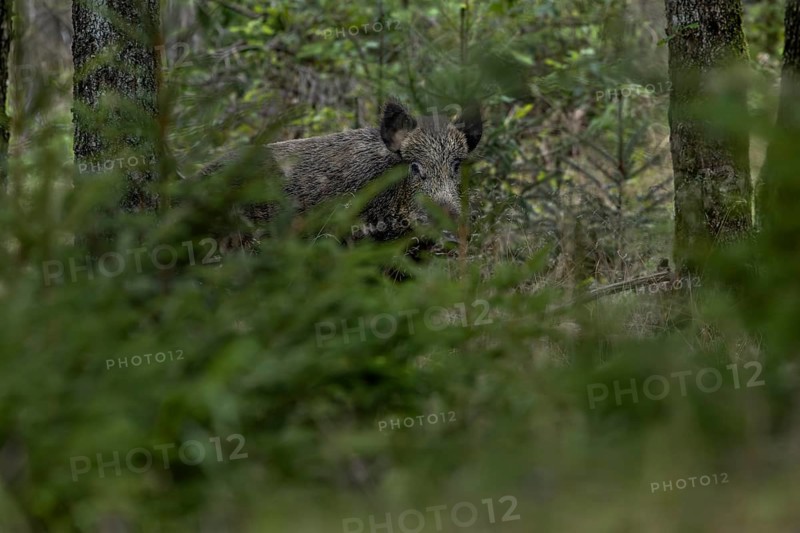 The wild boar (Sus scrofa) peers suspiciously from its cover, fattening year, acorn fattening, defensive, August, Denmark