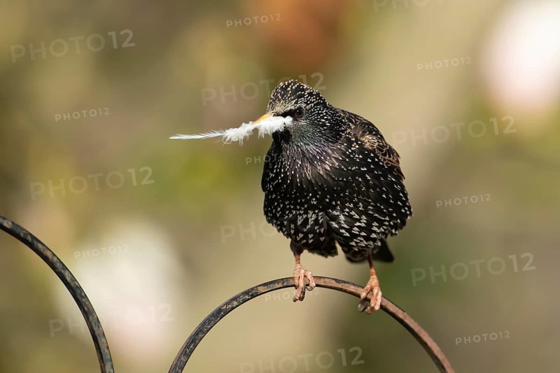 European starling (Sturnus vulgaris) adult bird with a feather in its beak for nesting material in spring, Suffolk, England, United Kingdom