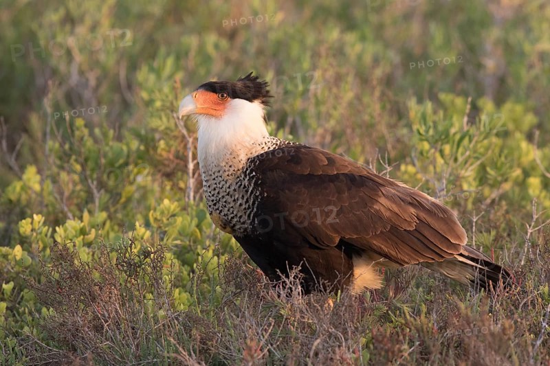 Northern Crested Caracara (Caracara cheriway), Texas, USA