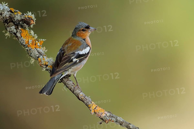 Common Chaffinch (Fringilla coelebs) male perched on lichen branch, Andalusia, Spain