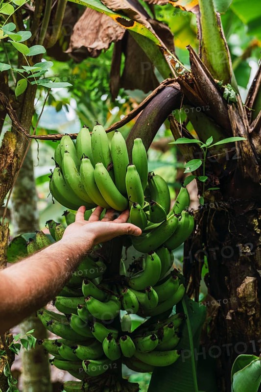 A hand reaches for lush green bananas growing on a banana tree. The vibrant foliage indicates a rich tropical environment, embodying freshness and nature bounty