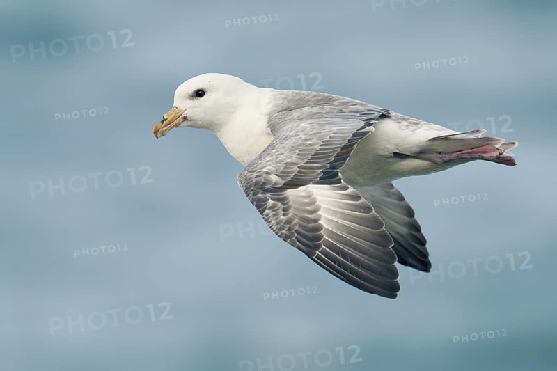 Northern Fulmar (Fulmarus glacialis) flying, Alaska, USA